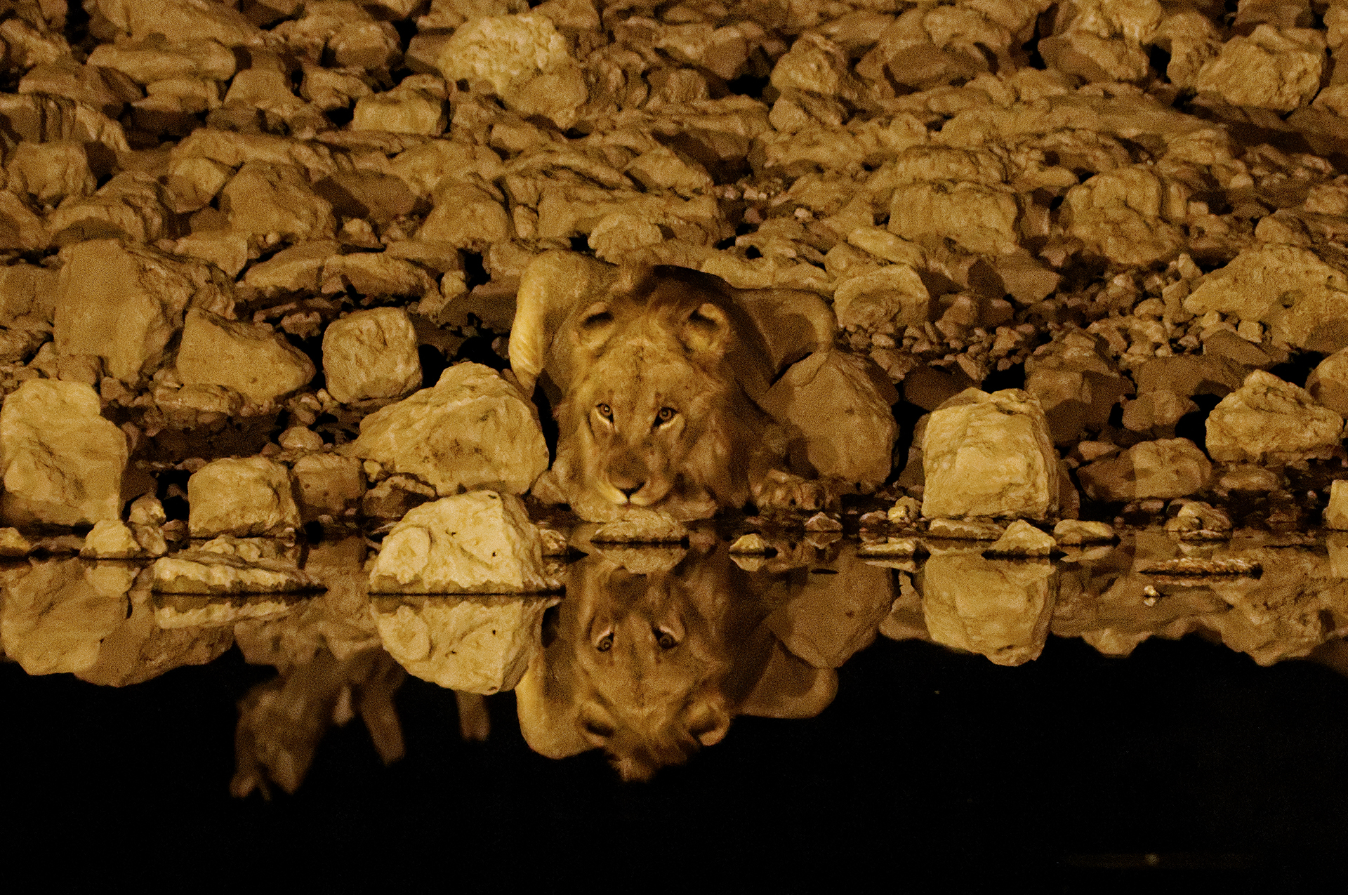 Giovane Leone nella notte