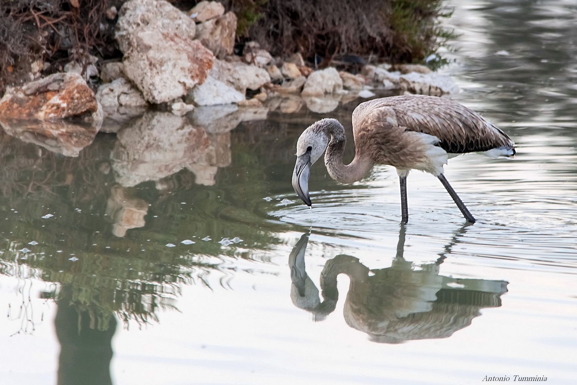 Pullo di Fenicottero Rosa
