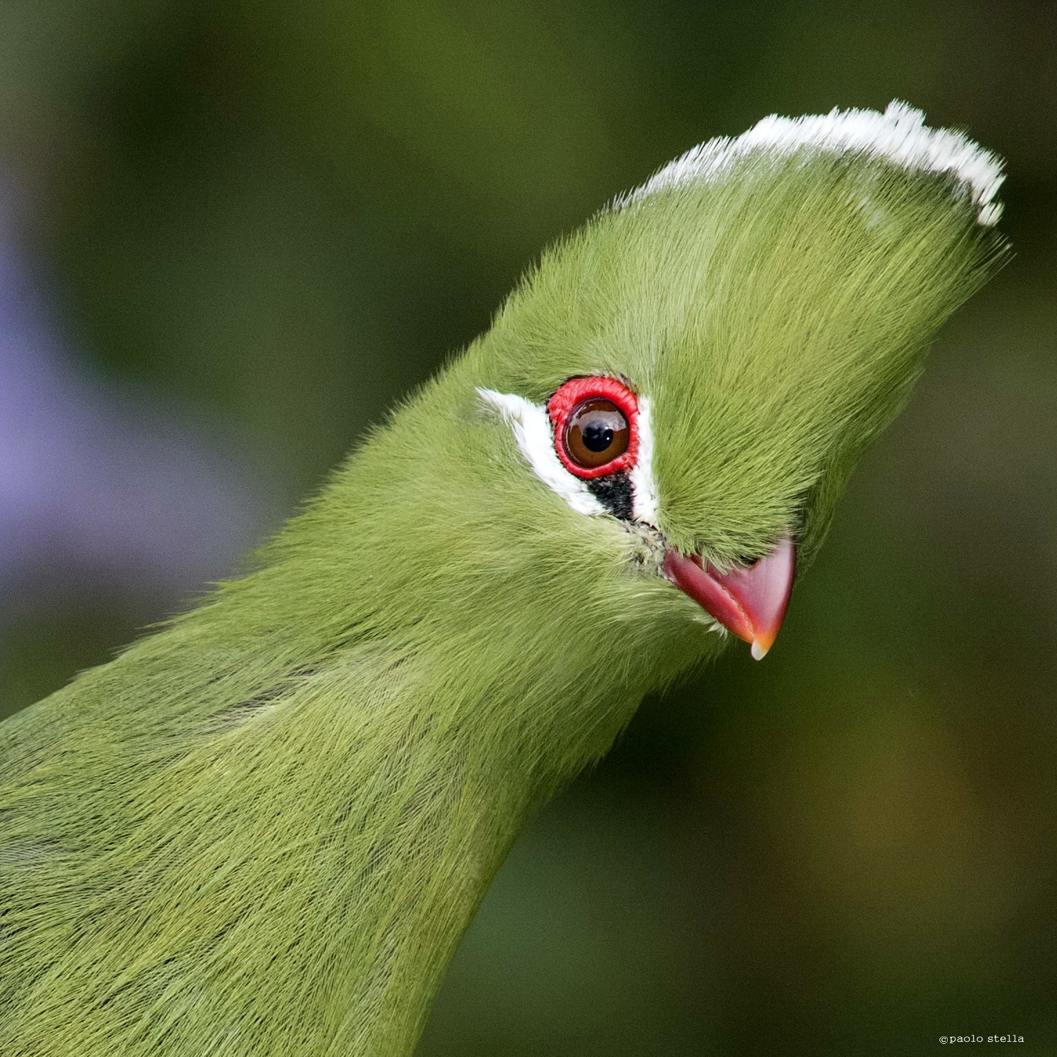 cu-cu (Knysna Turaco close-up)