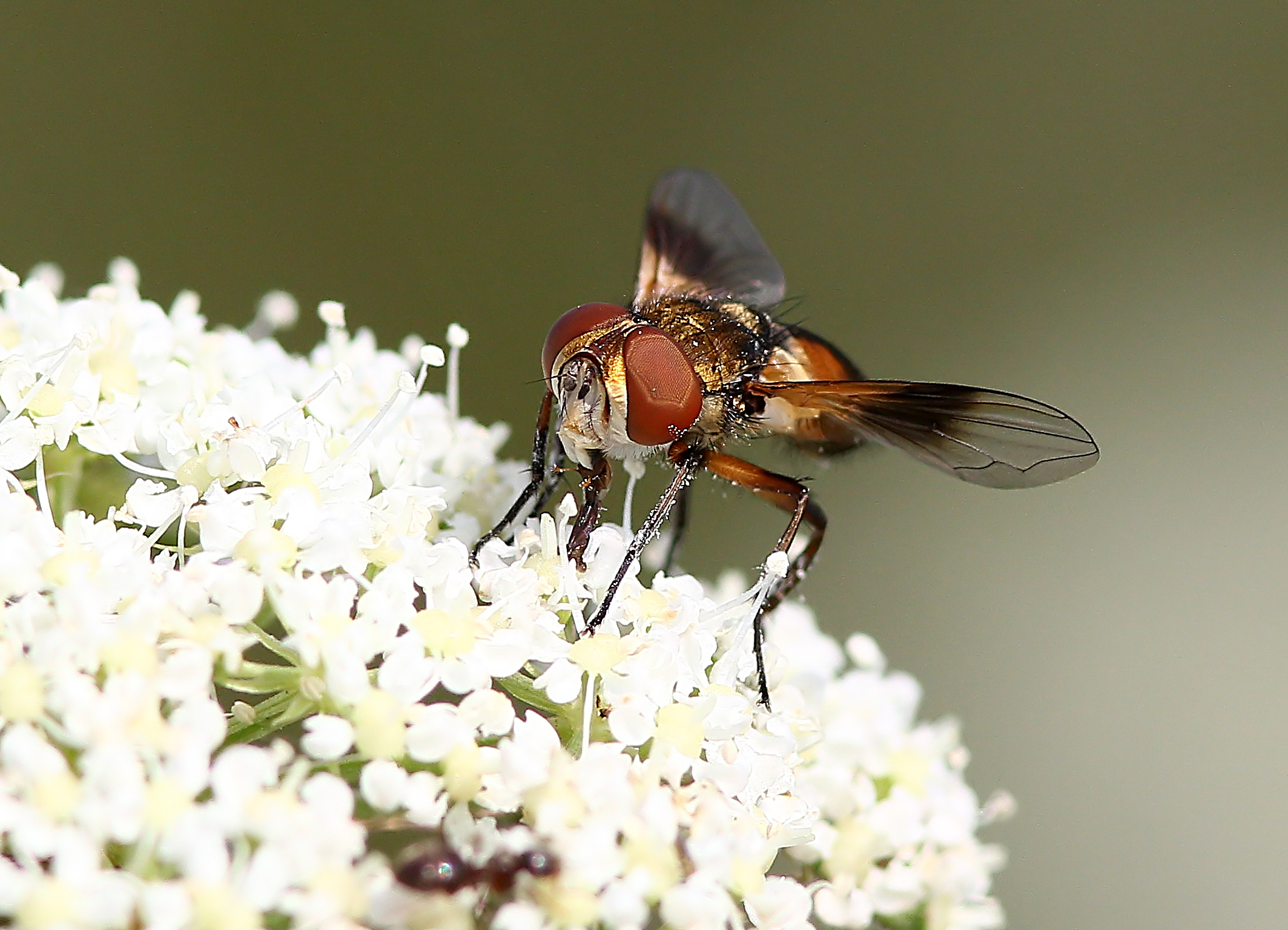 ectophasia crassipennis
