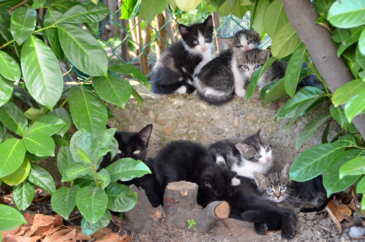 La gatta e i gattini