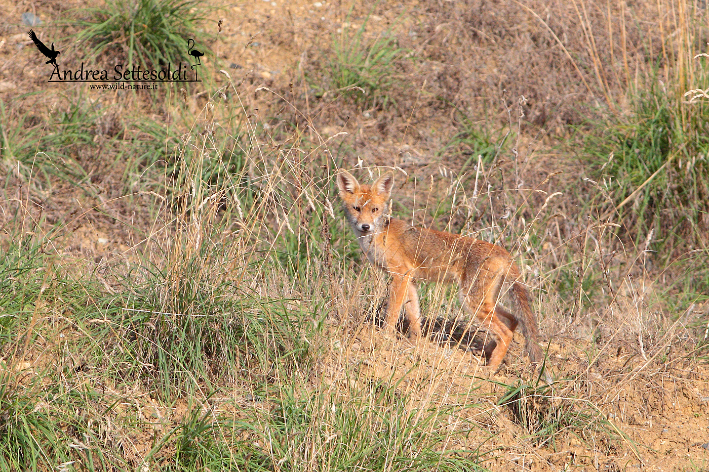Fox cub