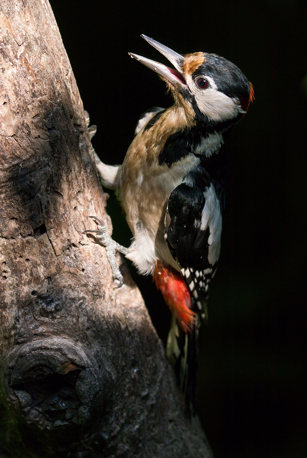 Great Spotted Woodpecker (male)