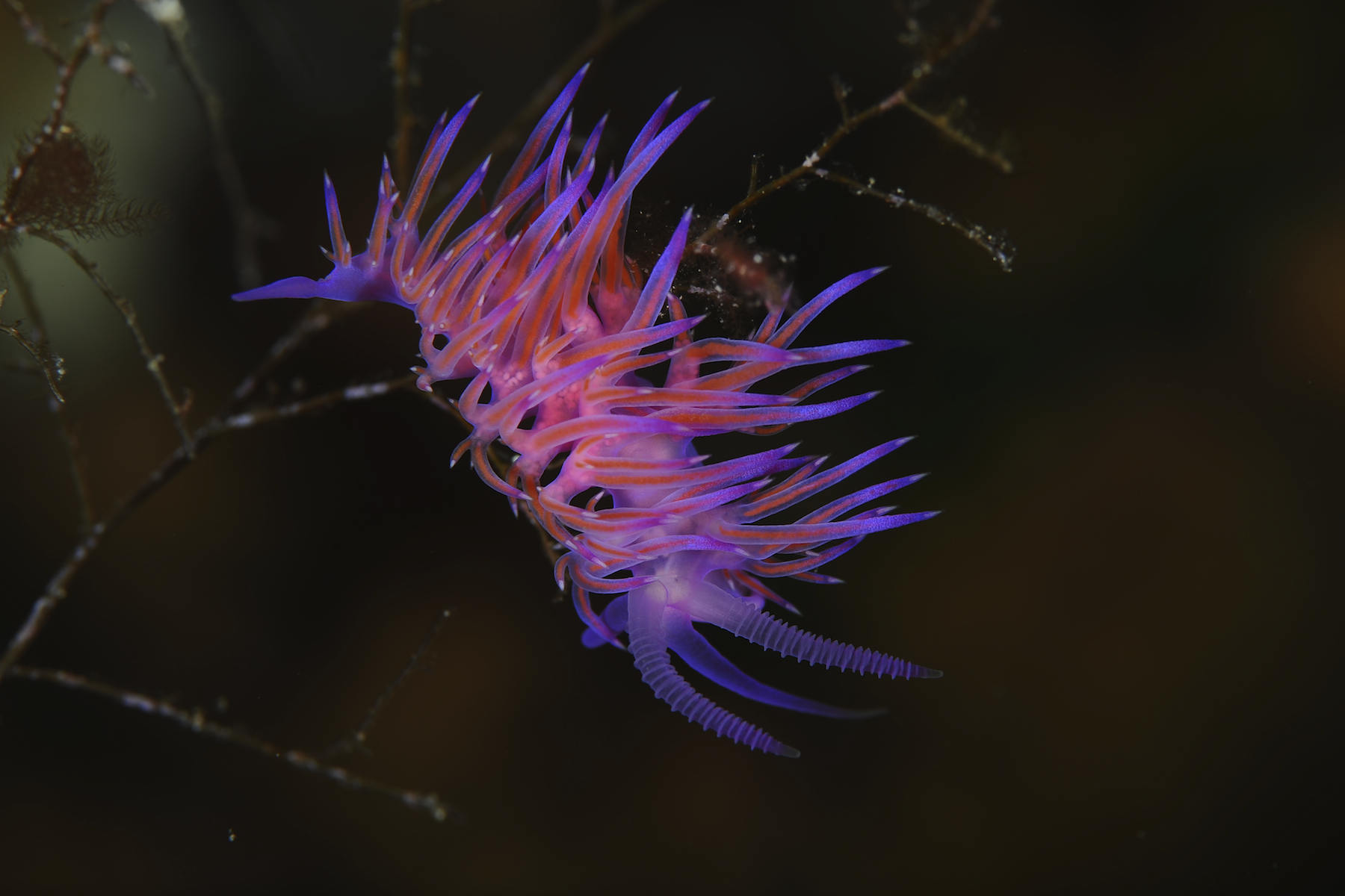 Flabellina