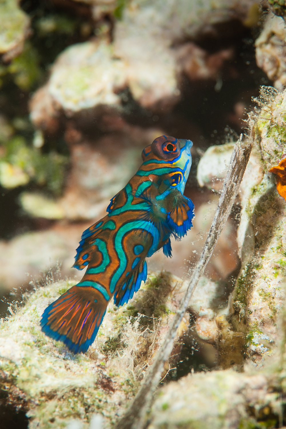 Synchiropus splendidus