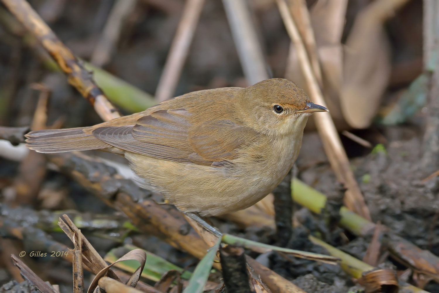 Cannaiola (Acrocephalus scirpaceus)