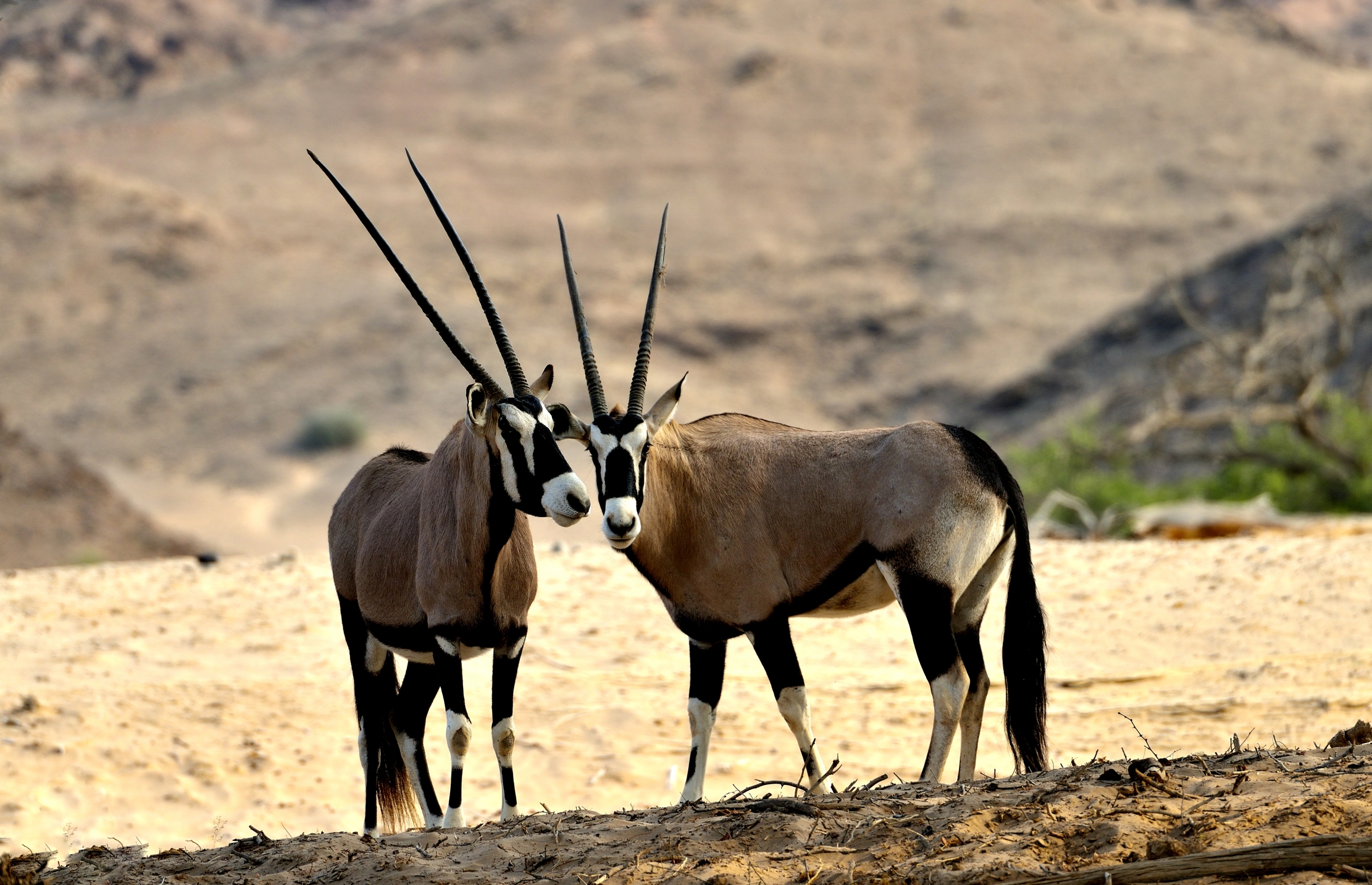 Deserto del Kaokoland - Orix