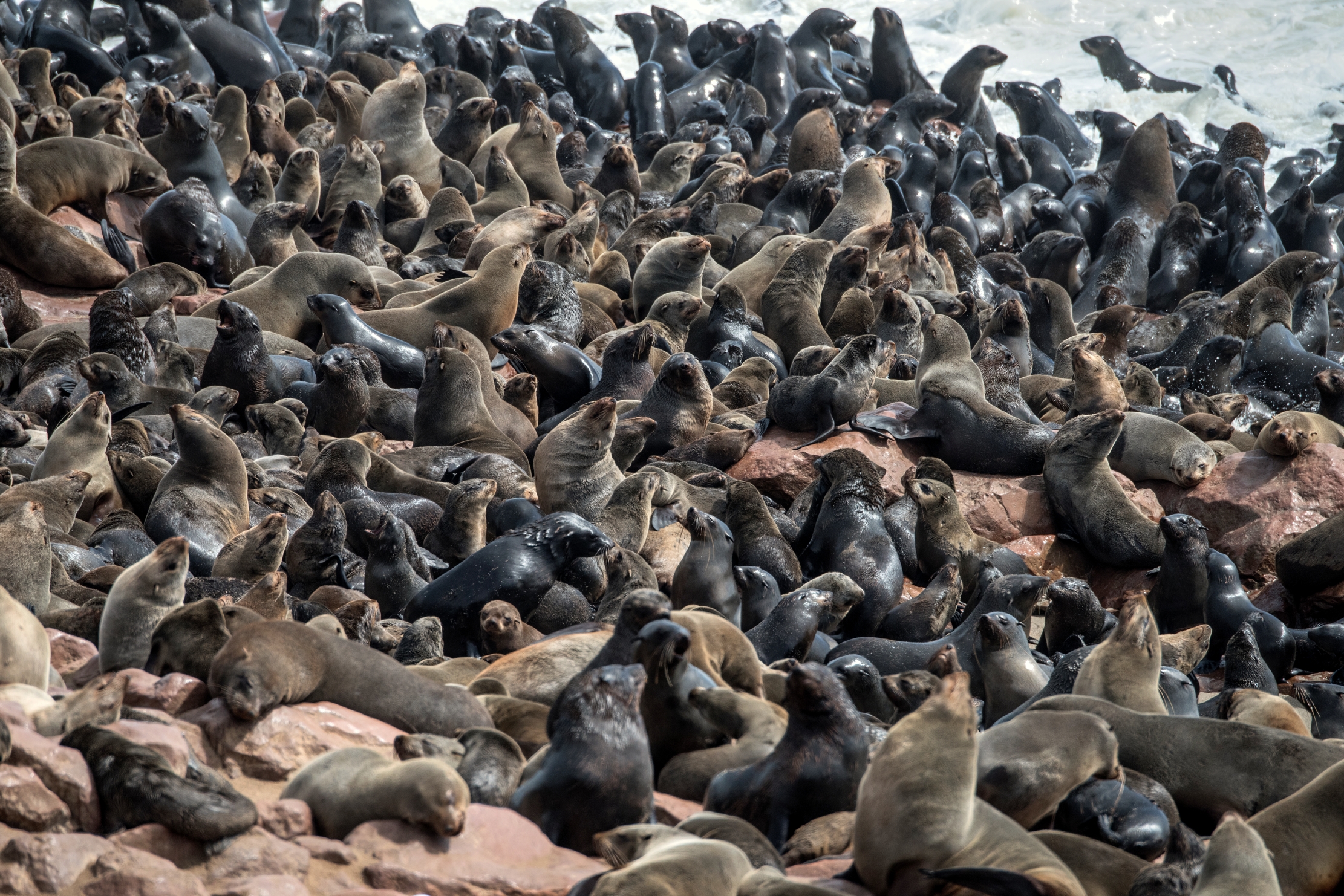 Skeleton Coast - Otarie del Capo