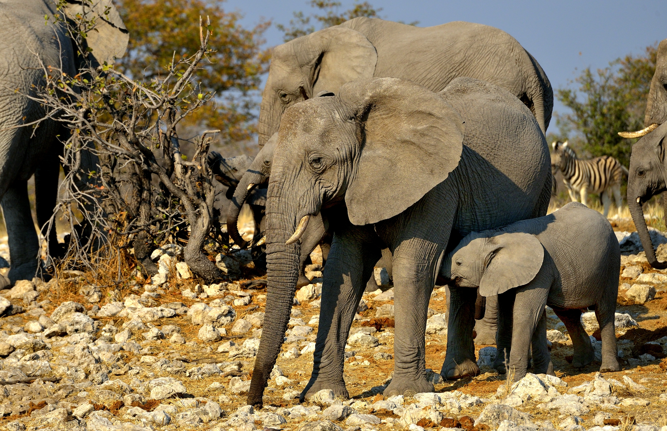 Etosha - Elefanti