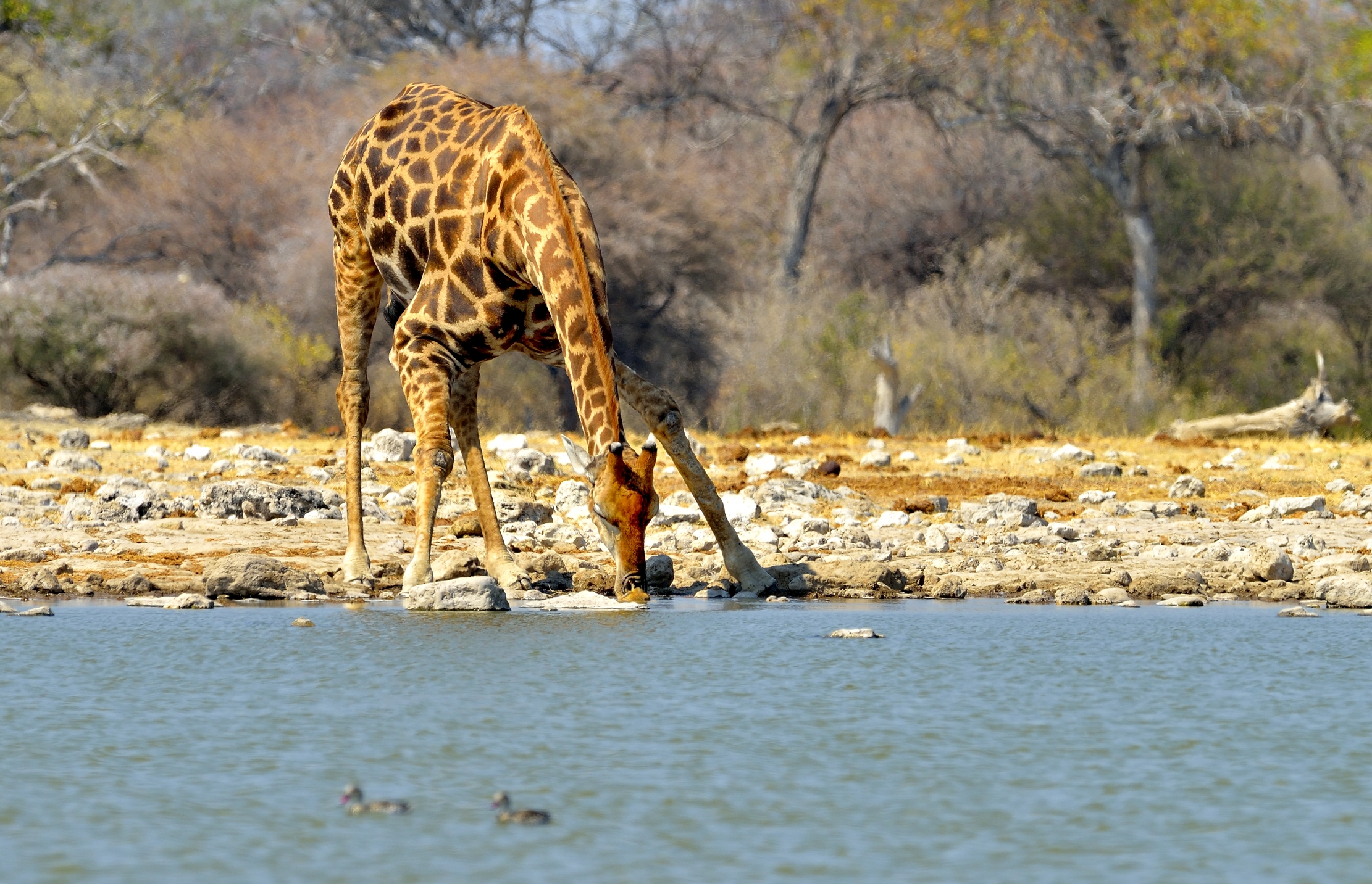 Etosha - Giraffa