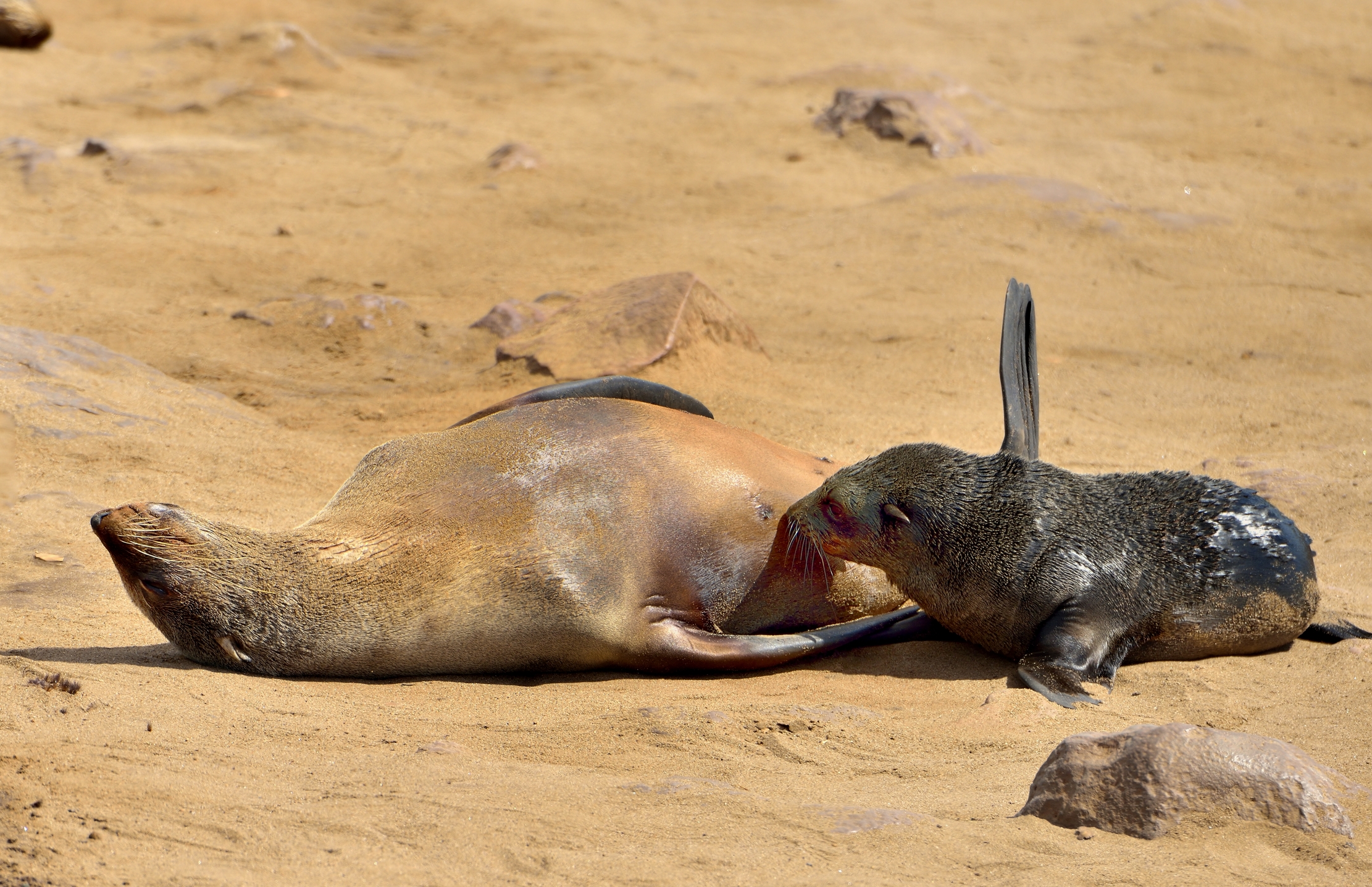 Skeleton Coast - Otarie del Capo