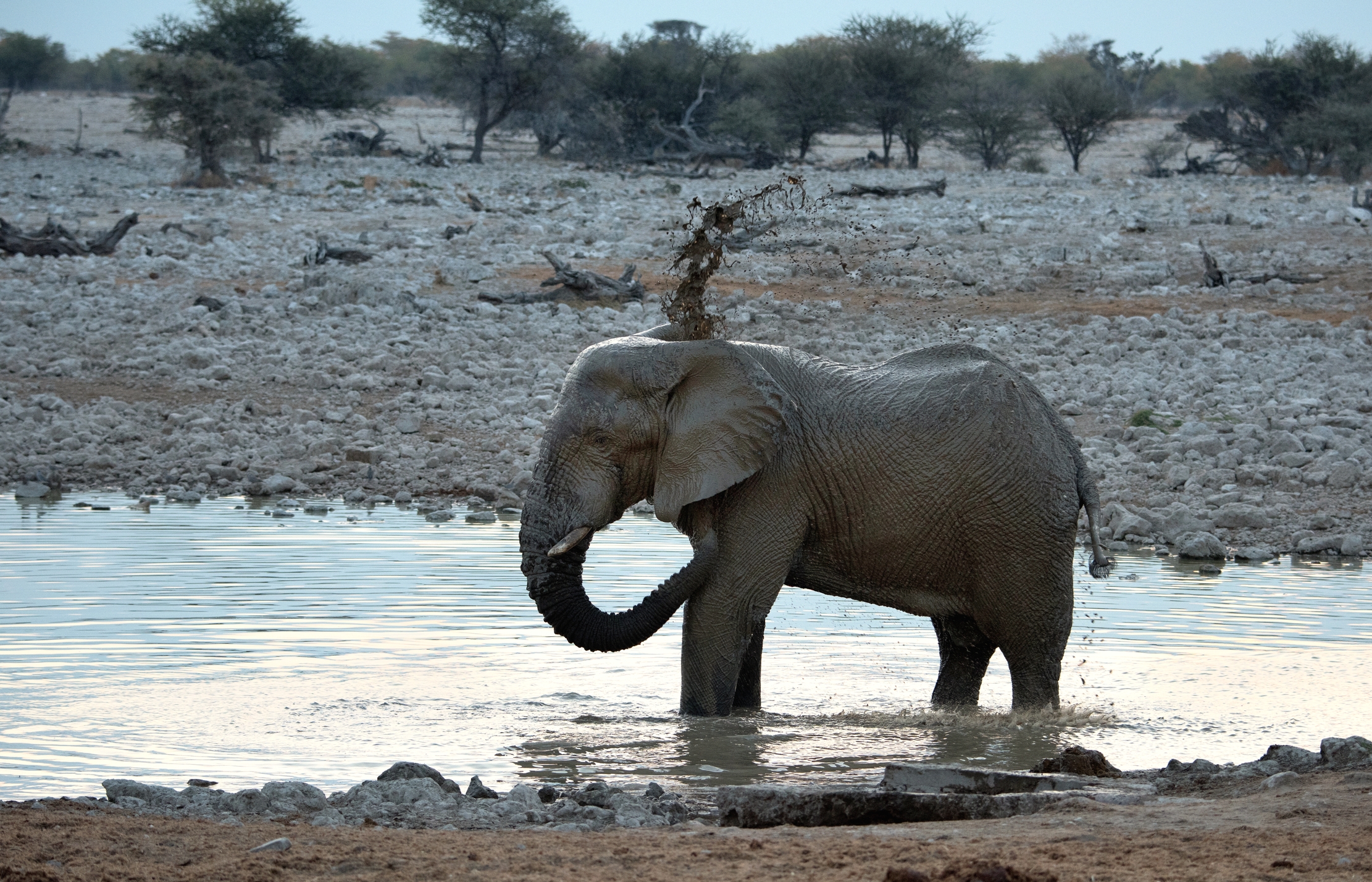 Etosha - Elefante