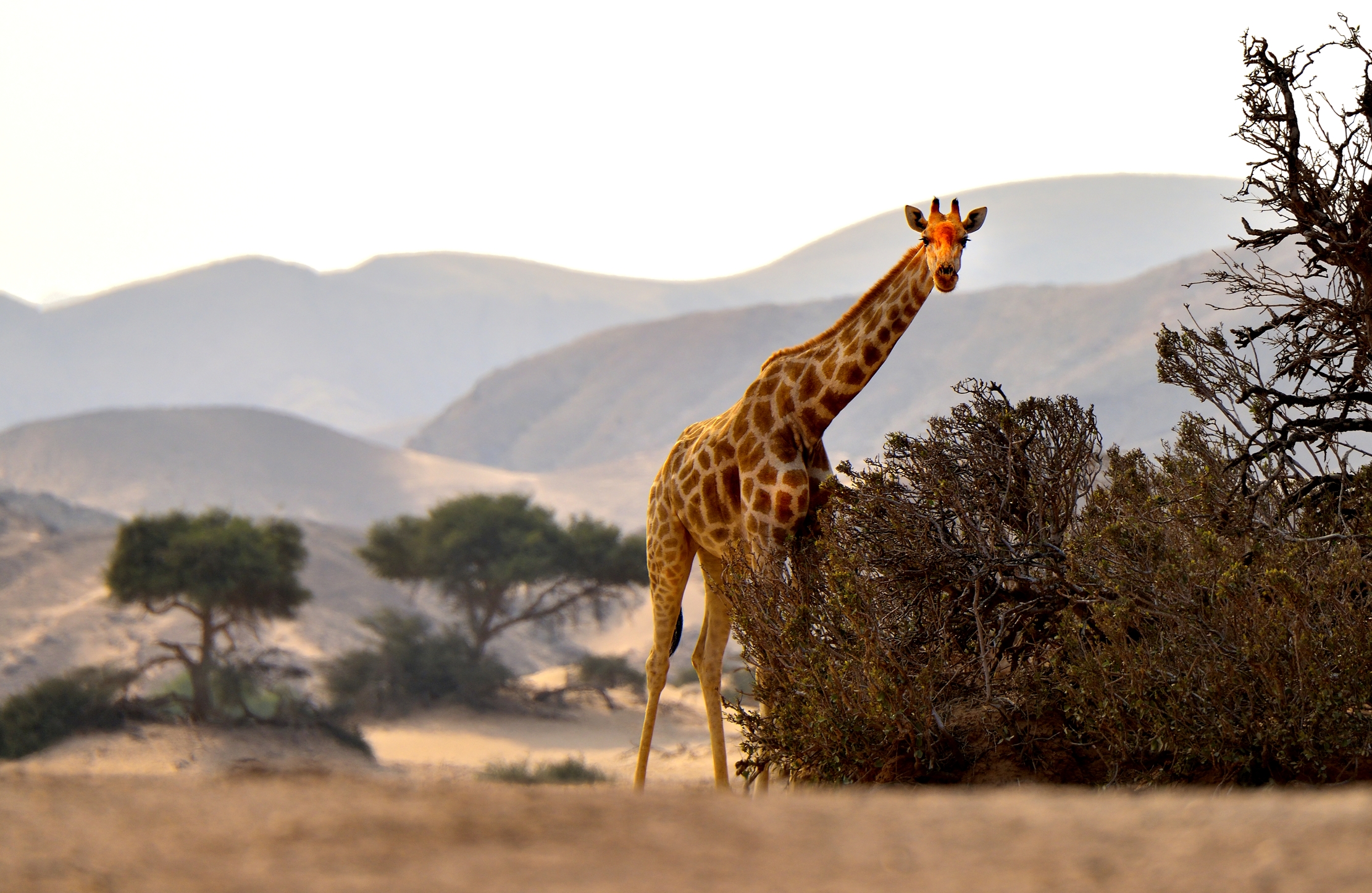 Deserto del Kaokoland - Giraffa
