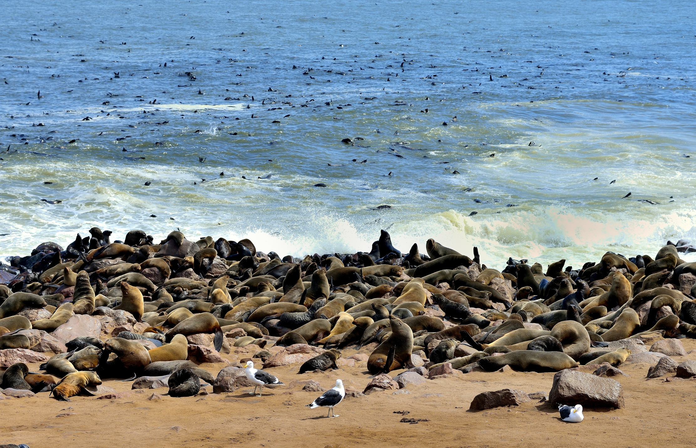 Skeleton Coast - Otarie del Capo