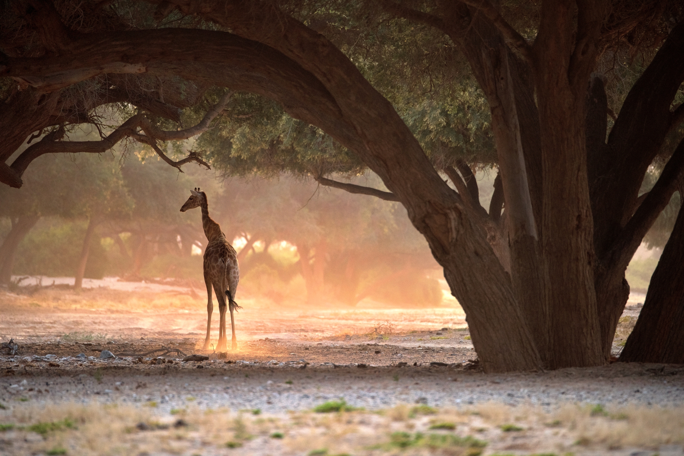 Deserto del Kaokoland - Giraffa