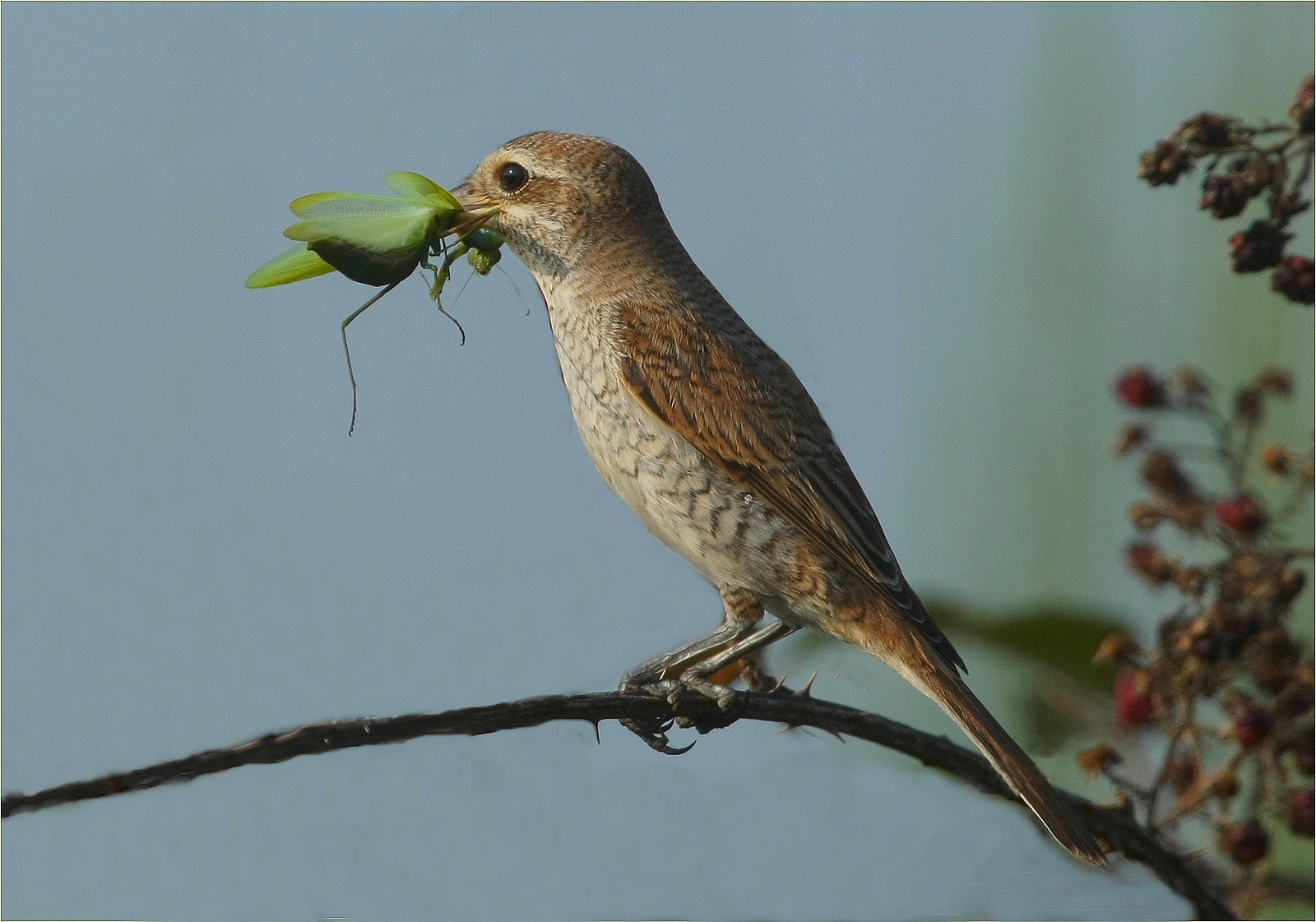 ,, averla piccola ,,