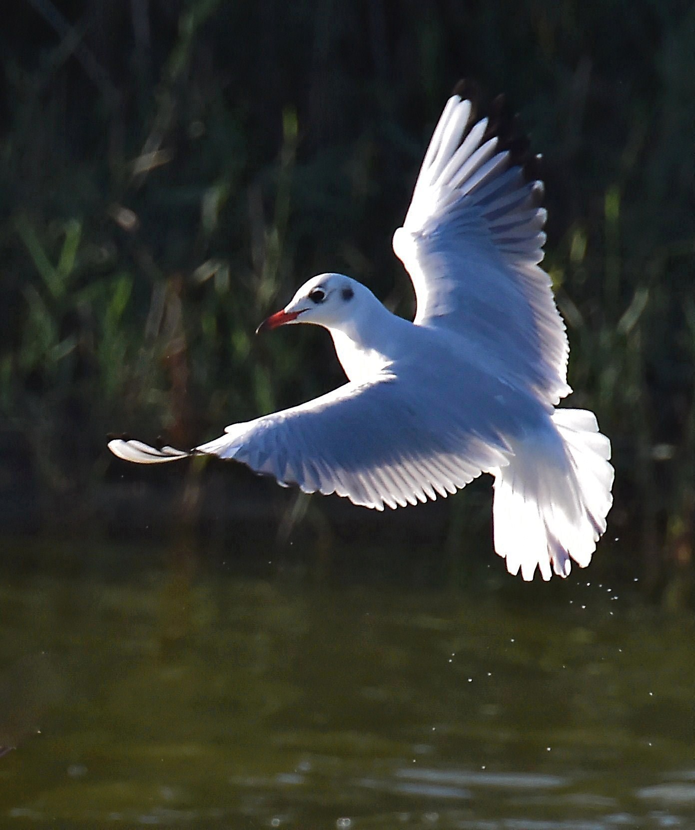 Seagull in flight