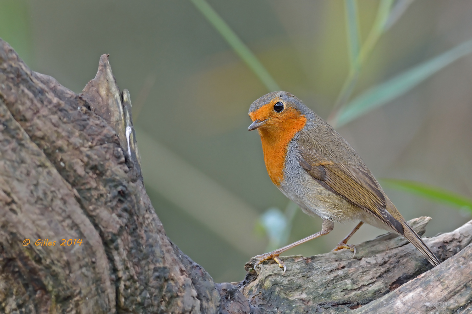 ...il compaesano....