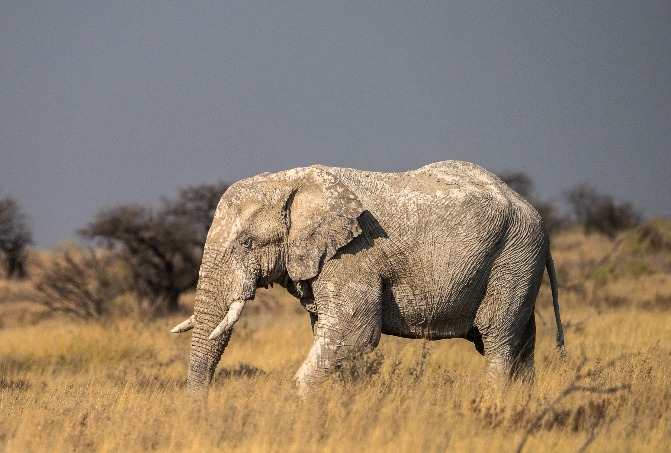 Etosha - Elefante