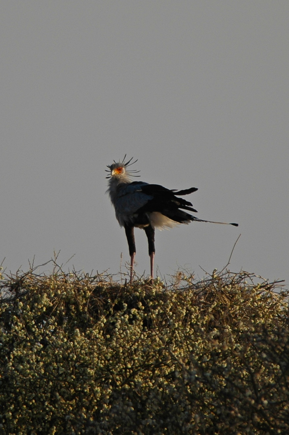 Secretary bird