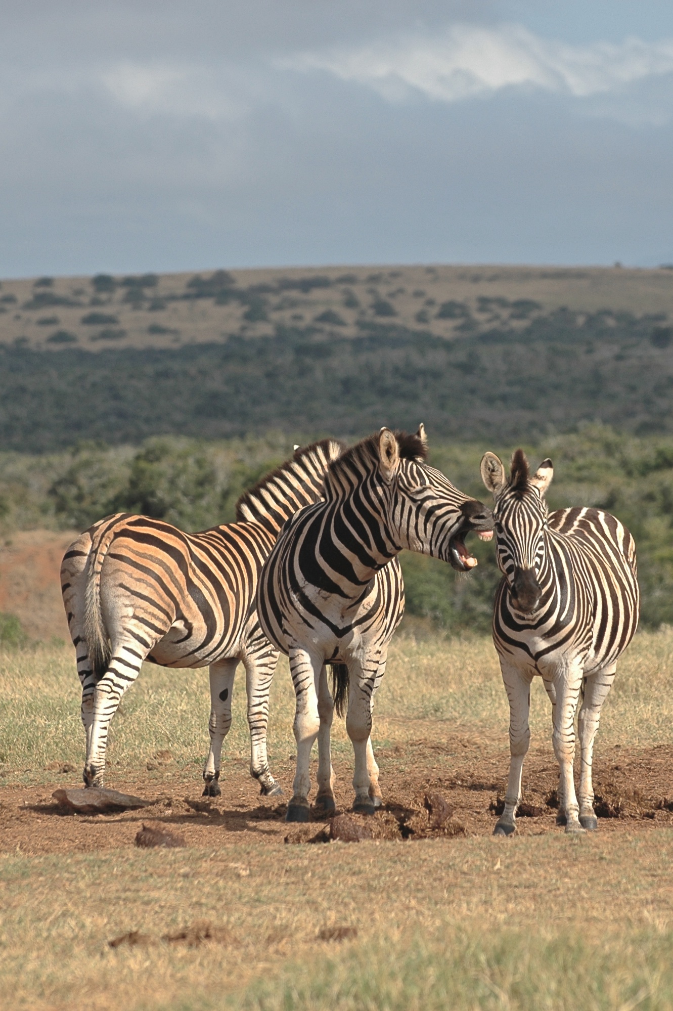 Zebre, Sudafrica
