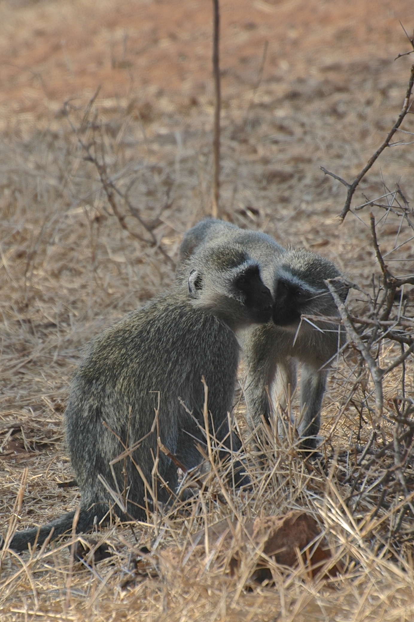 Scimmiette sbaciucchiose, Sudafrica