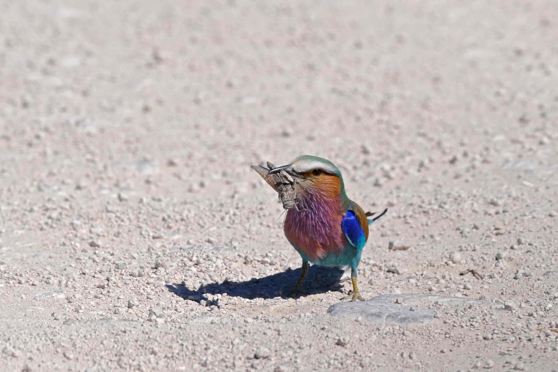 Ghiandaia marina pettolilla, Etosha, Namibia