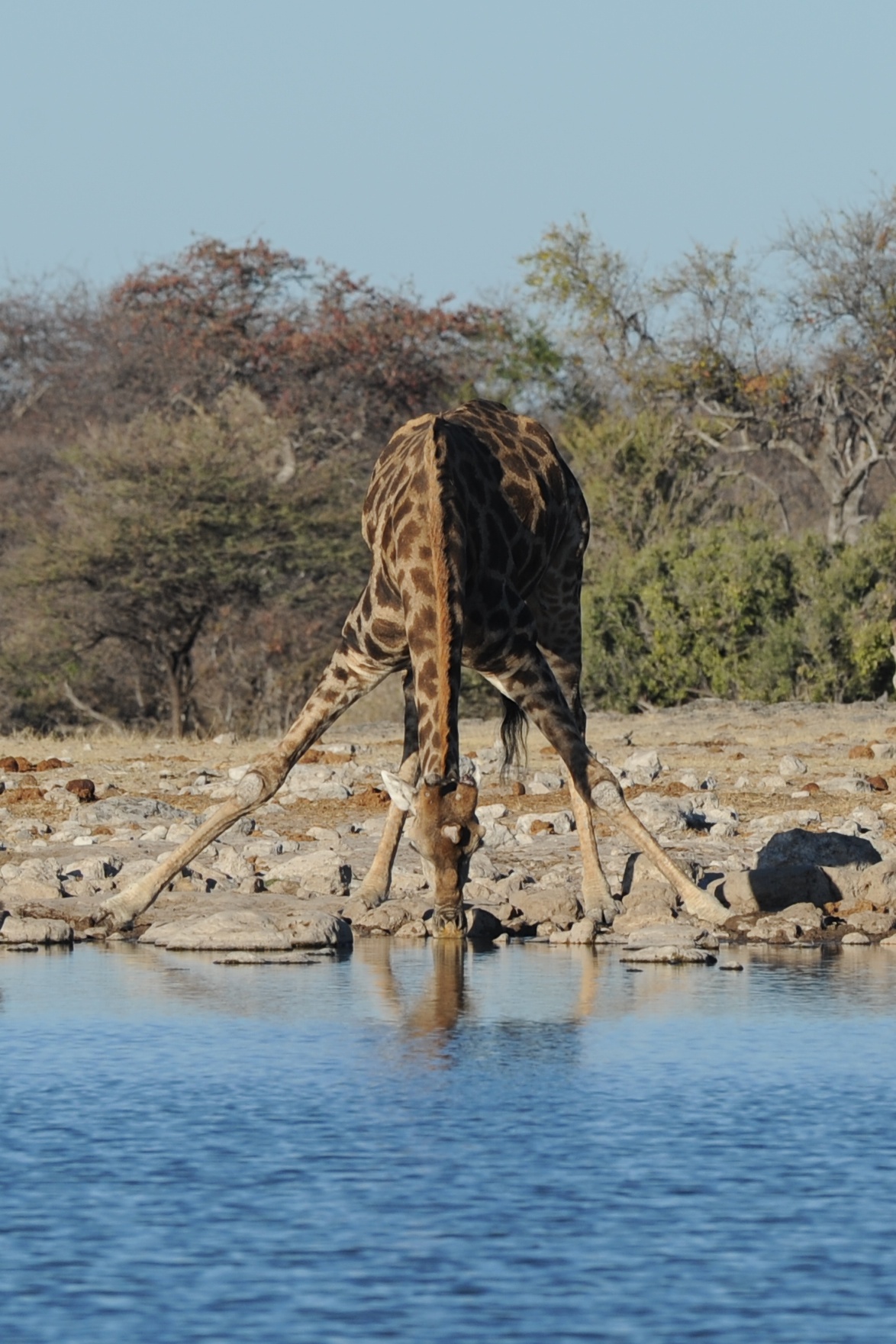 Giraffa, Etosha, Namibia