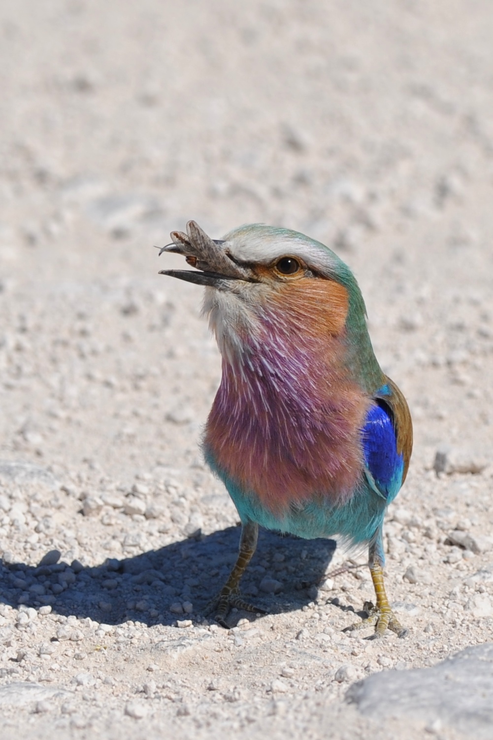 Ghiandaia marina pettolilla, Namibia