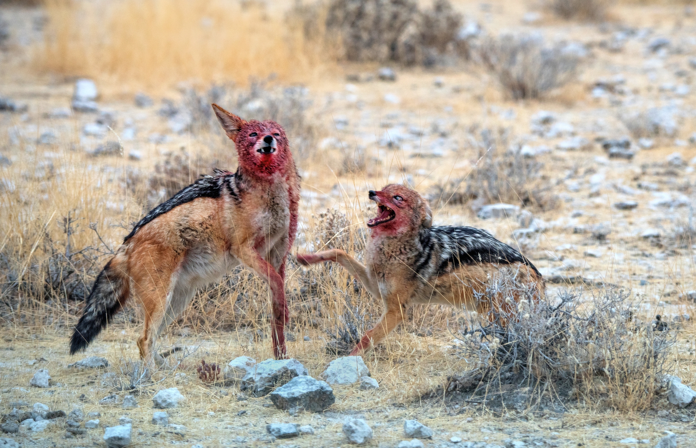 Etosha - Contesa tra sciacalli