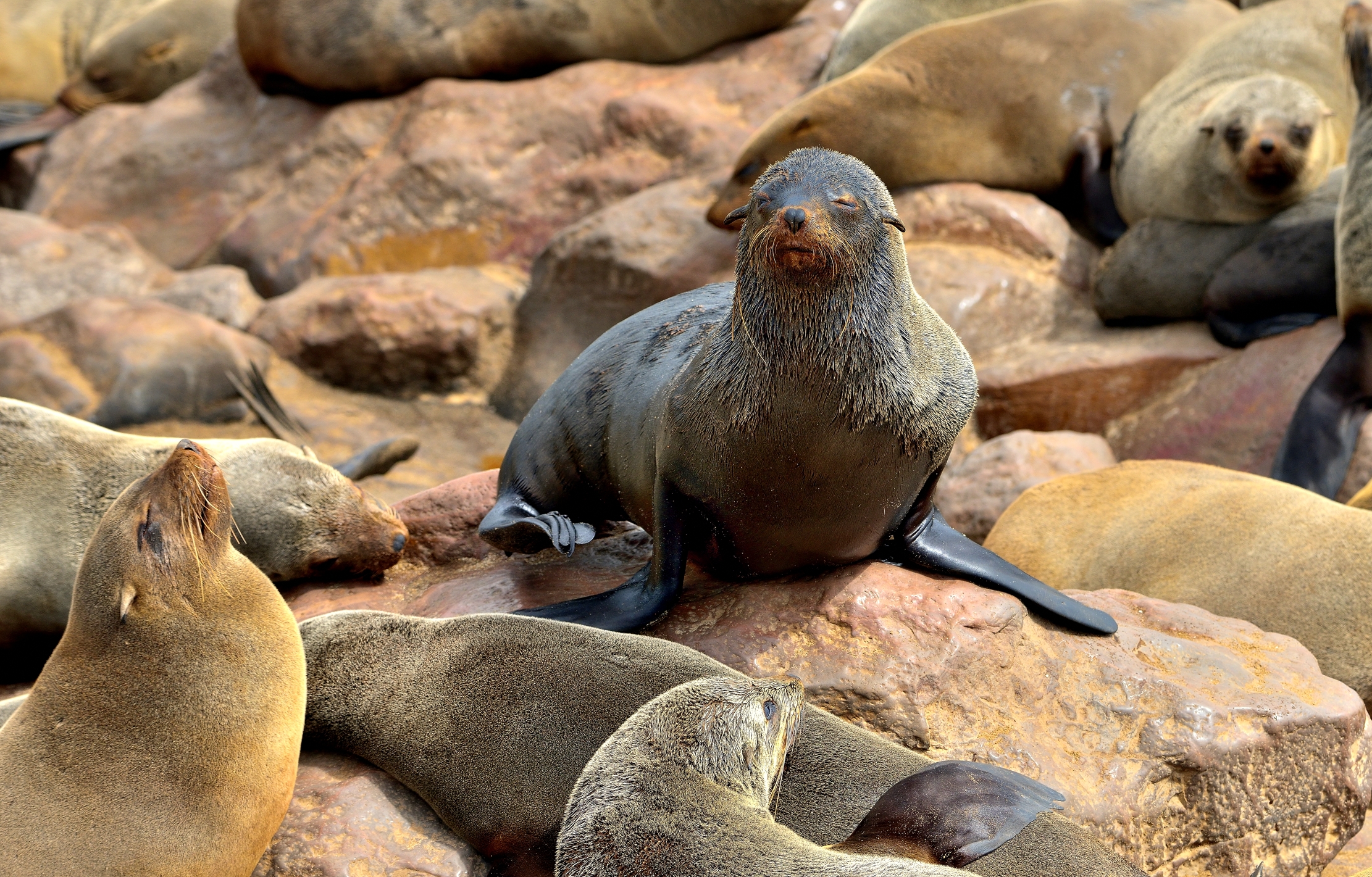 Skeleton Coast - Otarie