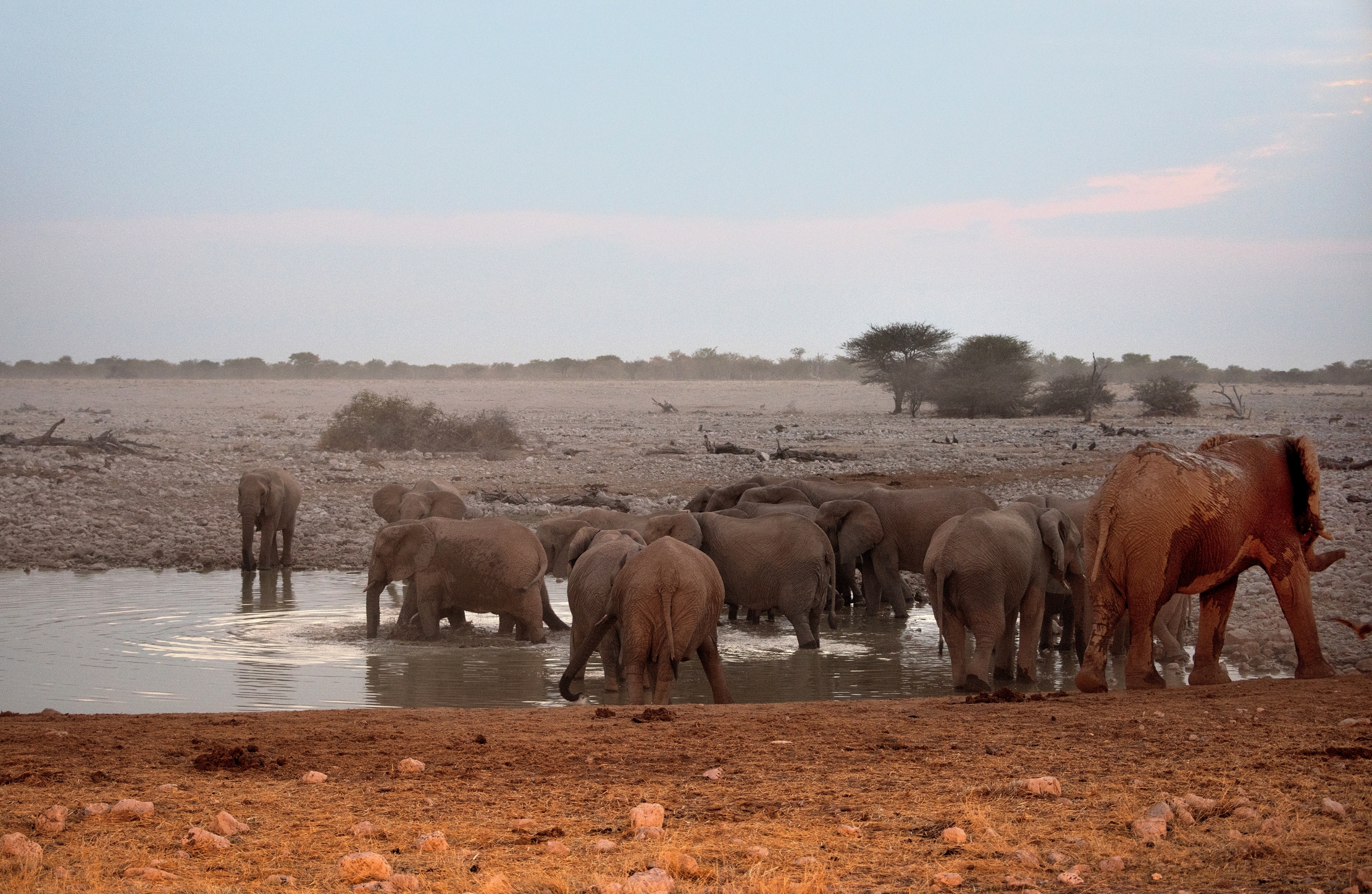 Etosha - Elefanti alla pozza di sera