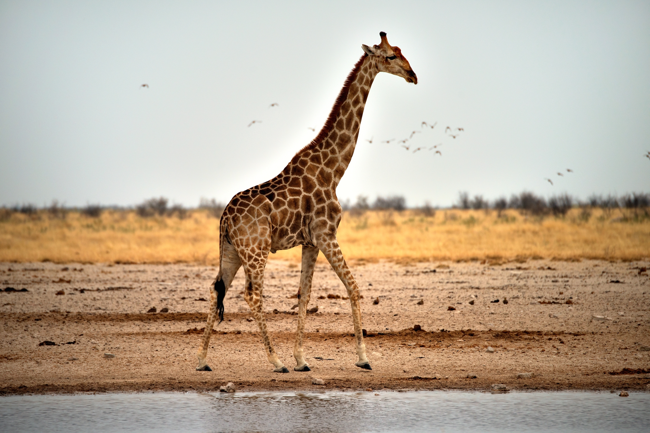 Etosha - Giraffa