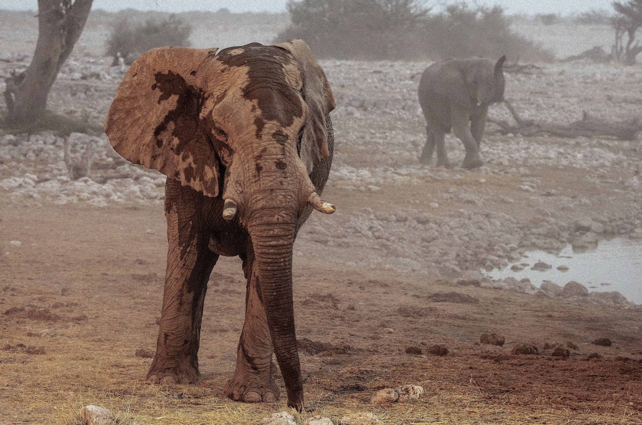 Etosha - Elefanti alla pozza di sera
