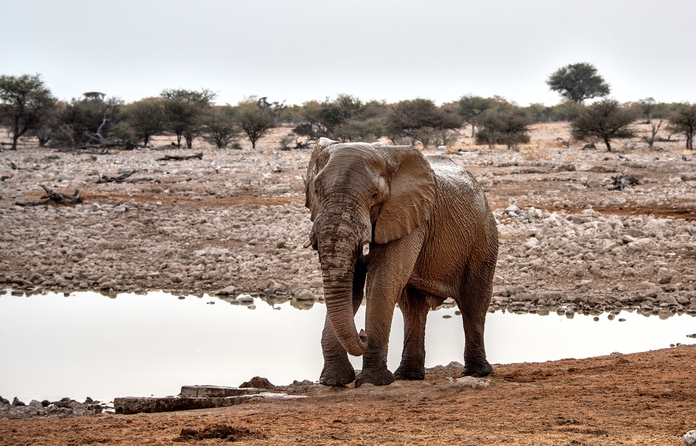 Etosha - Elefante
