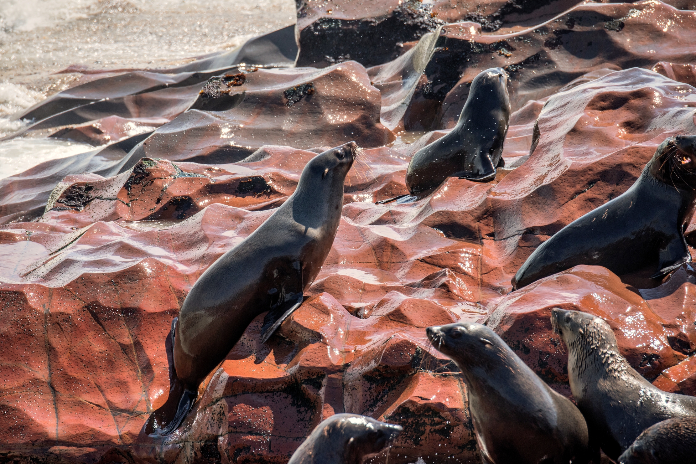 Skeleton Coast - Otarie