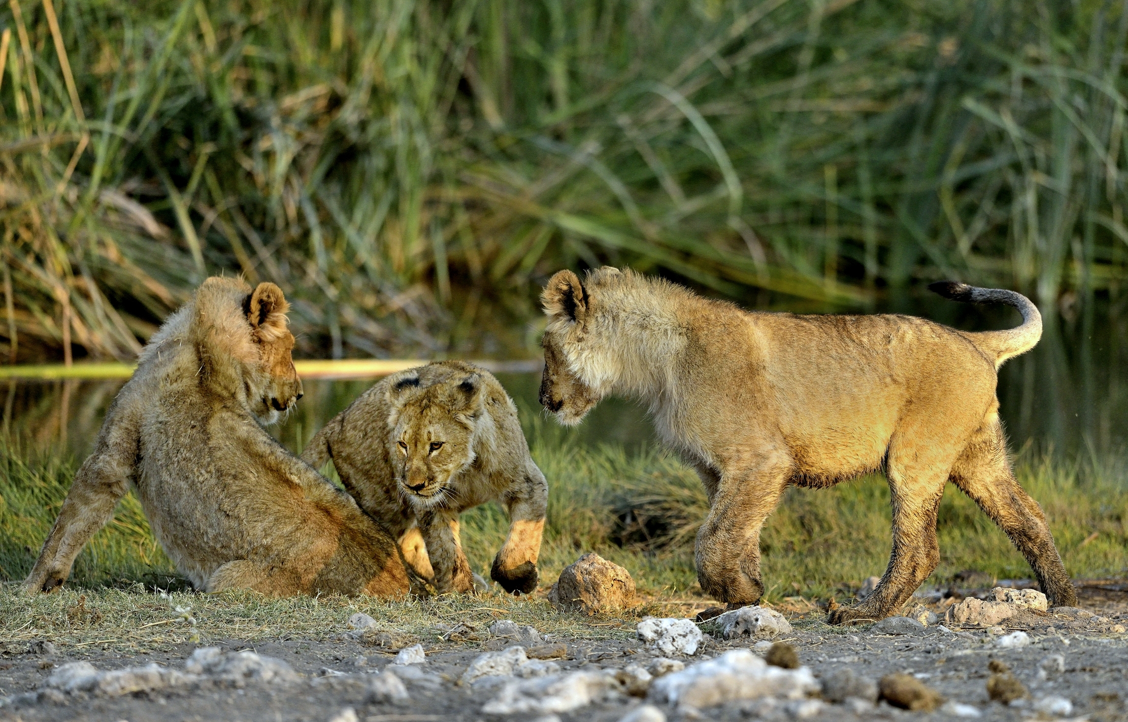 Etosha - Giovani Leoni