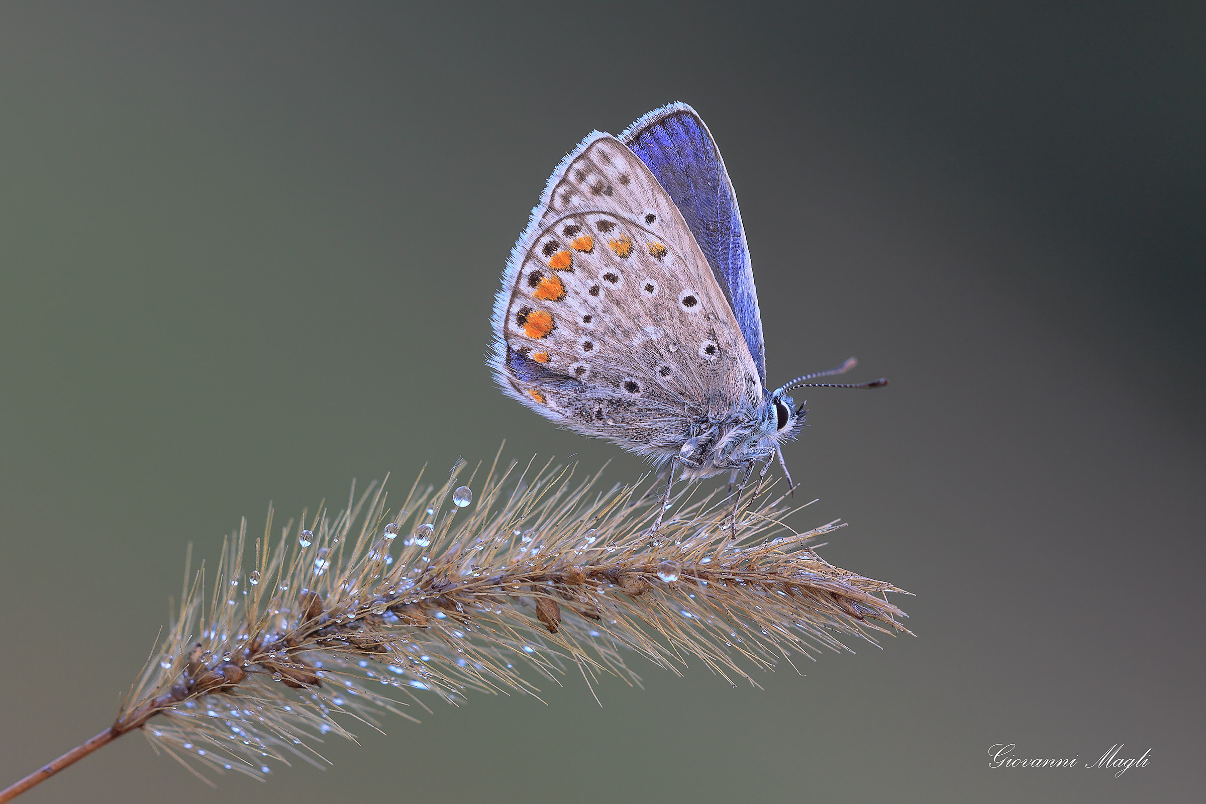 Polyommatus icarus