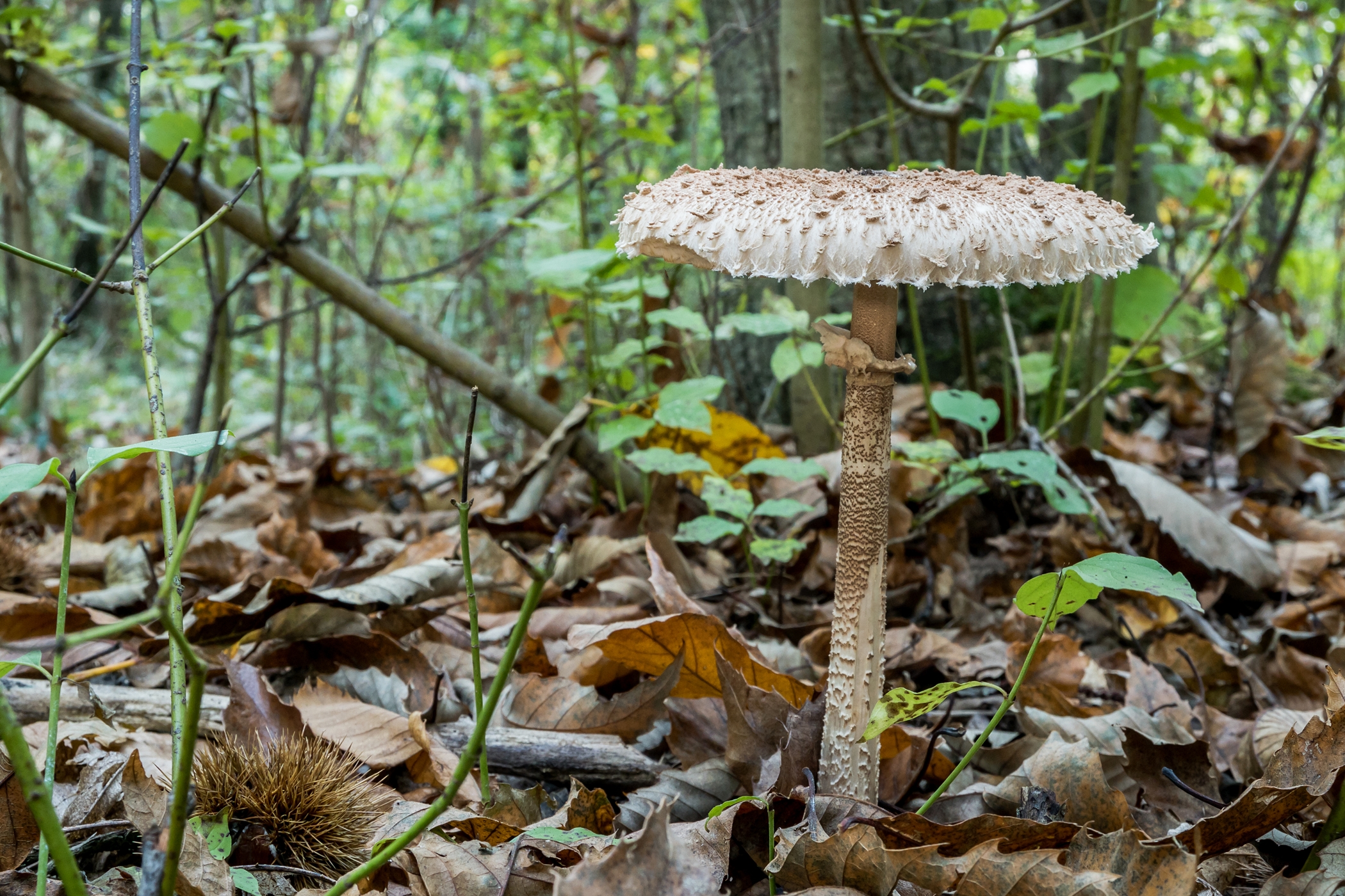 Parasol mushroom