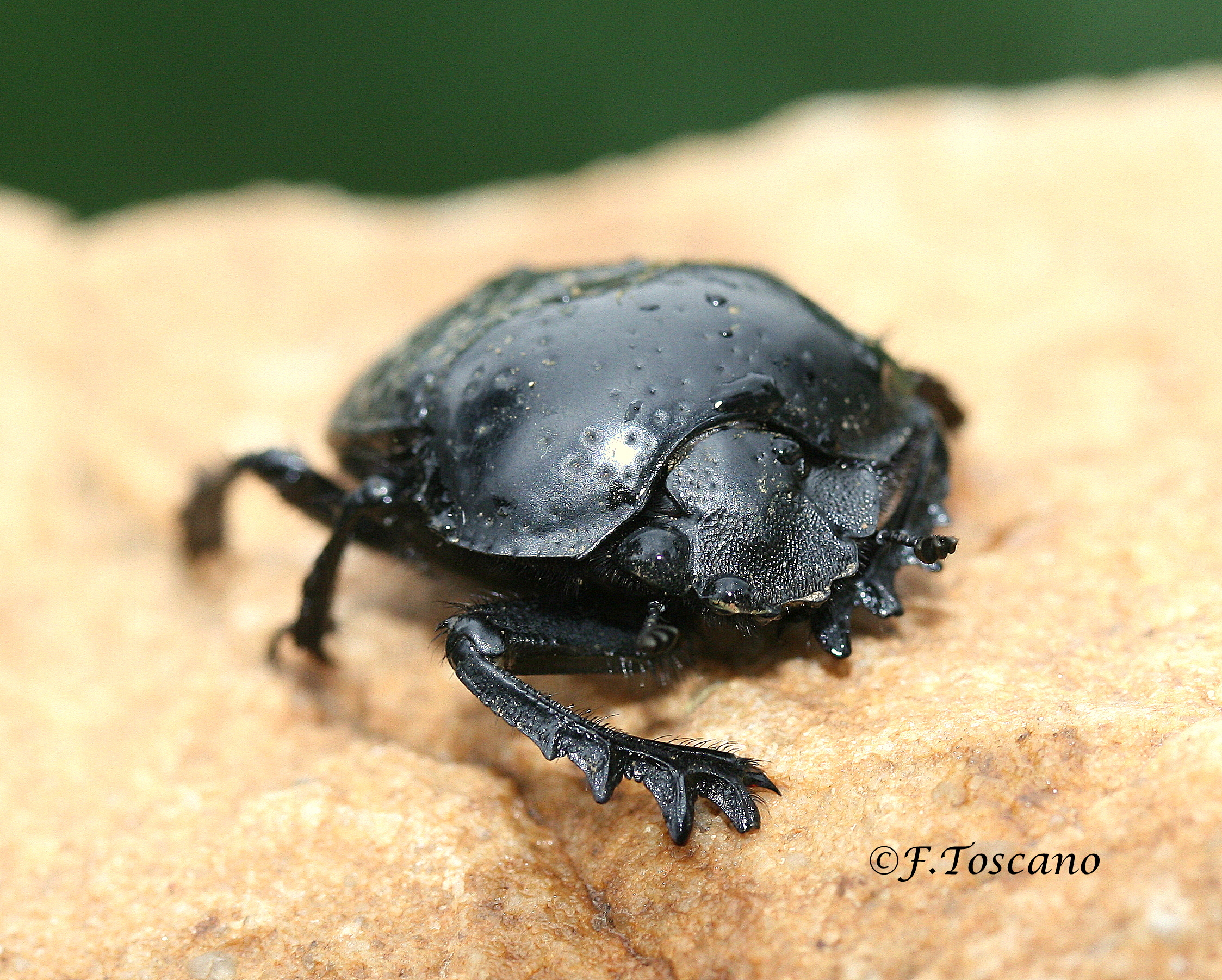 Scarabeus variolosus