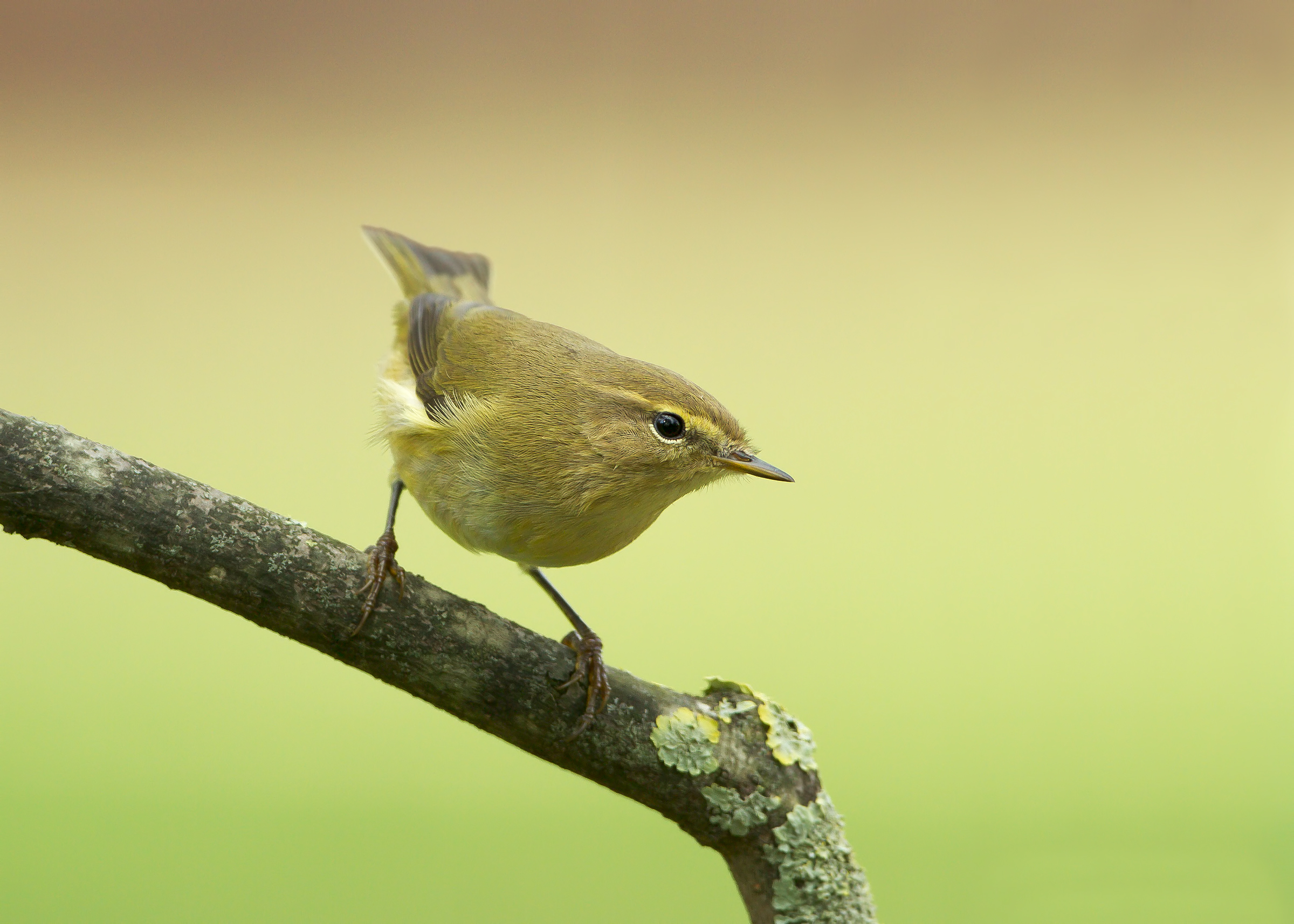 Chiffchaff