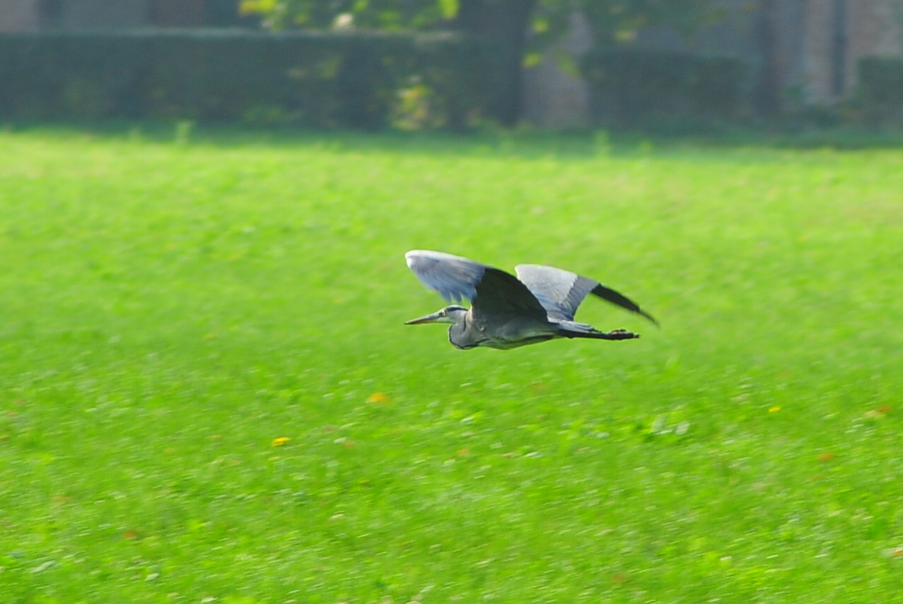 heron in flight