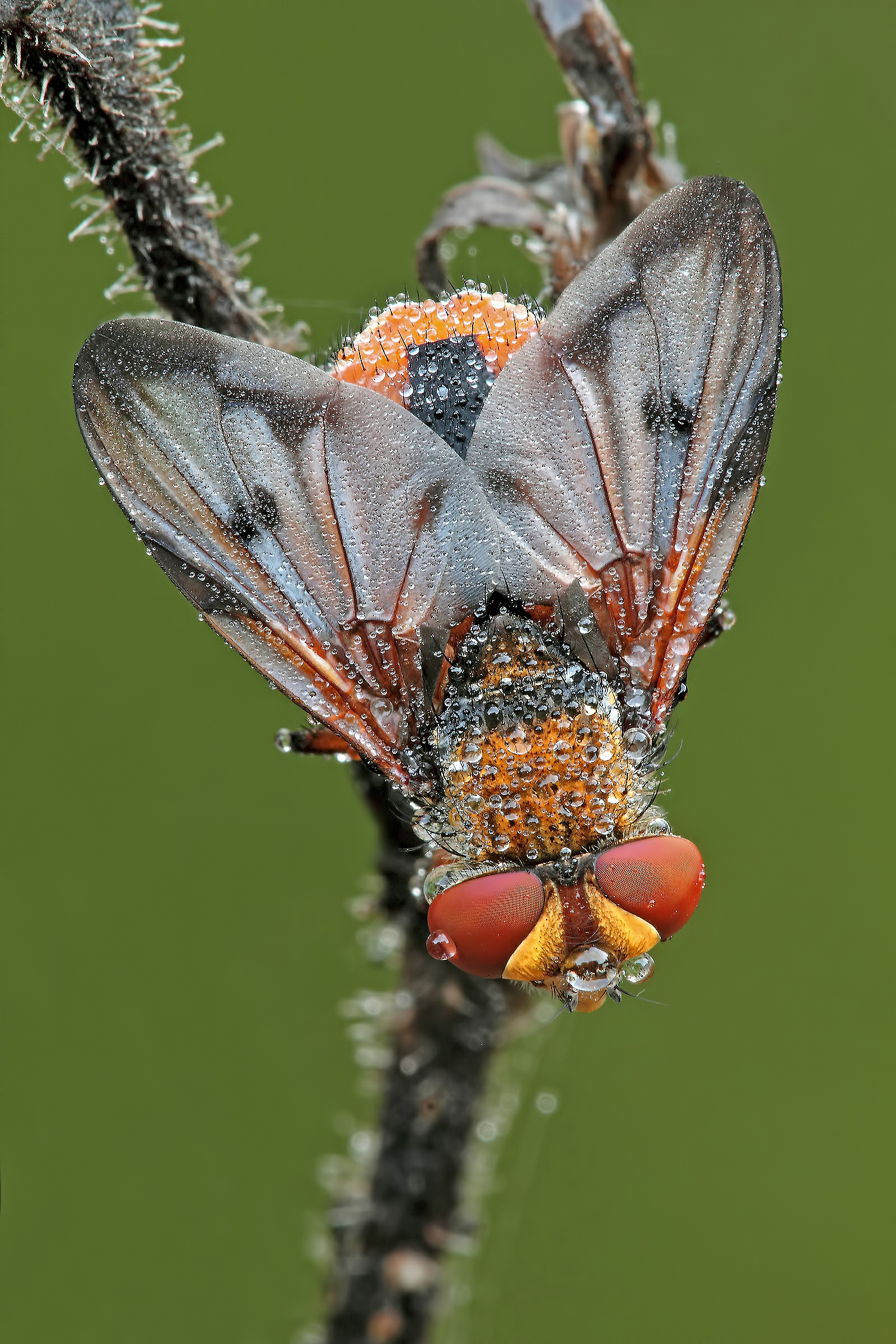 La Mia Modella Preferita !