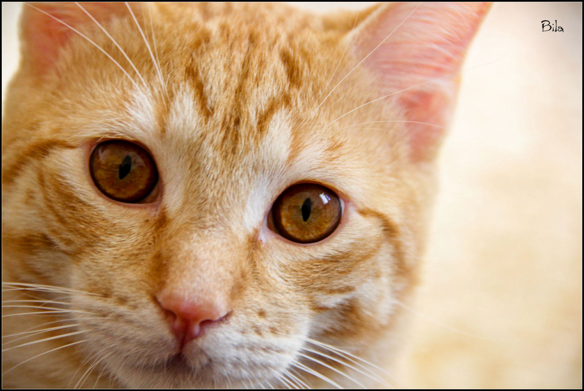 Anacleto, my red cat.