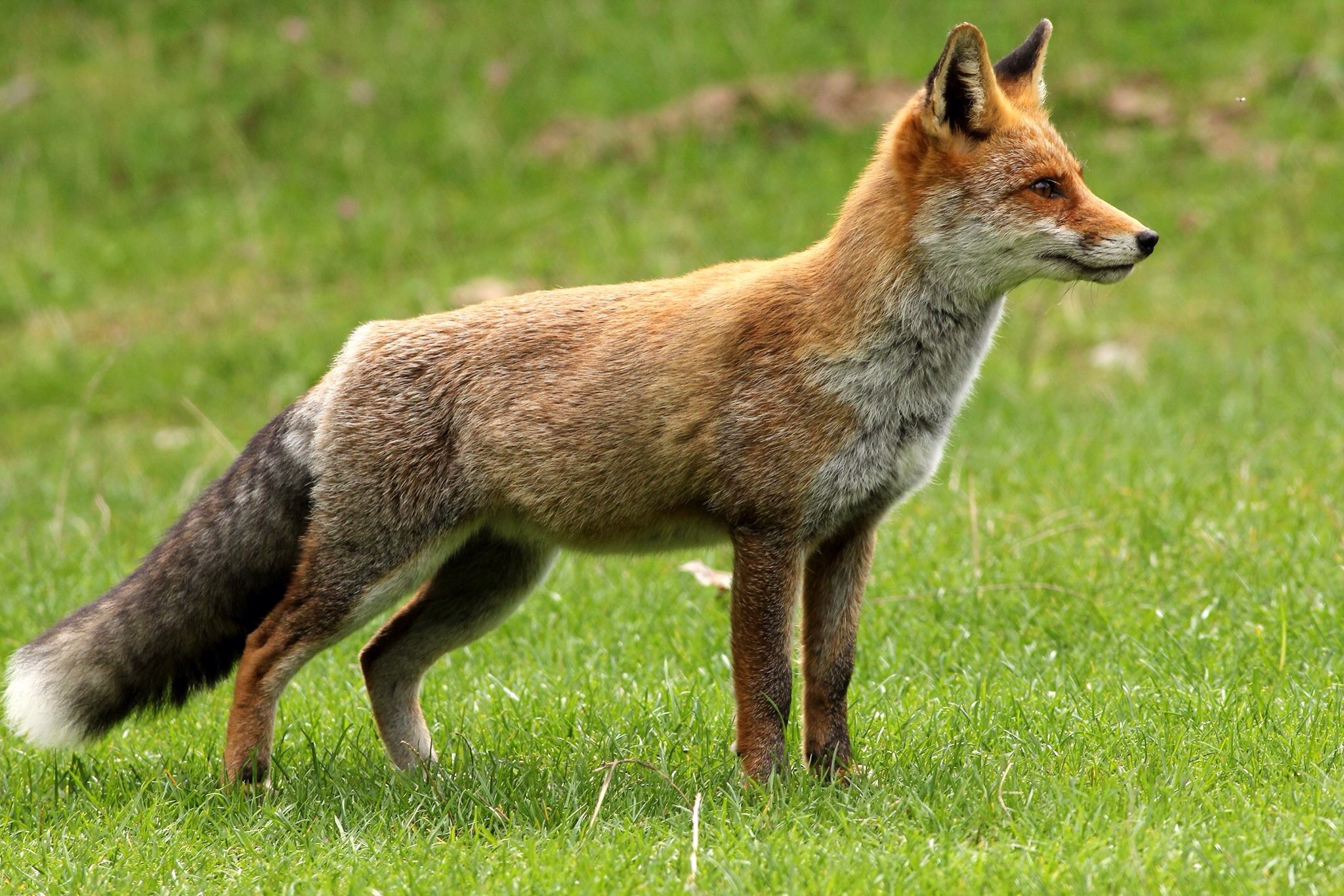 Volpe parco nazionale del Gran Sasso d'Italia