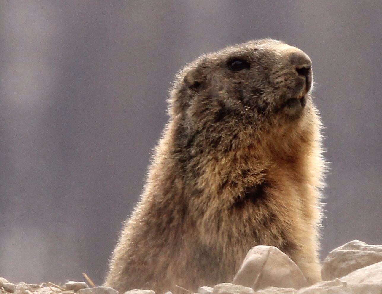 Marmot