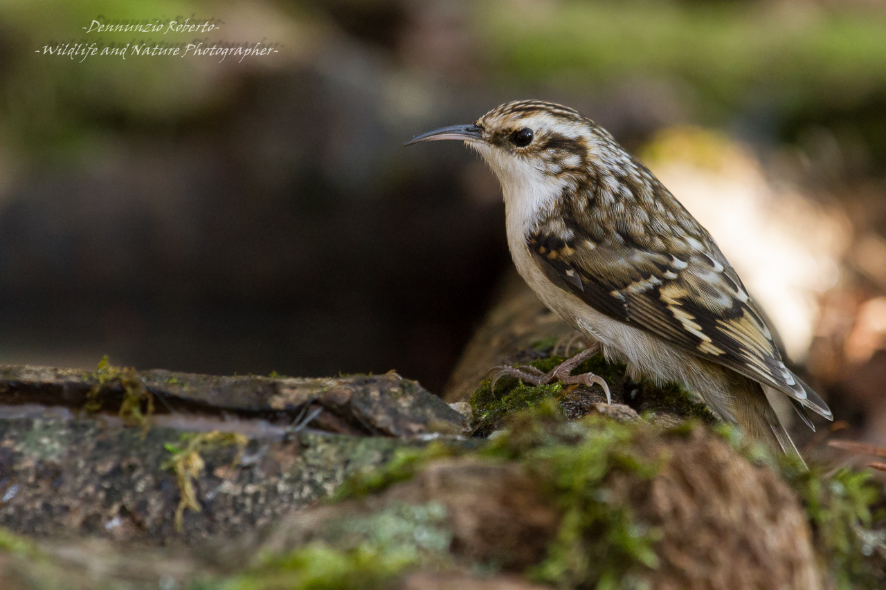 Treecreeper