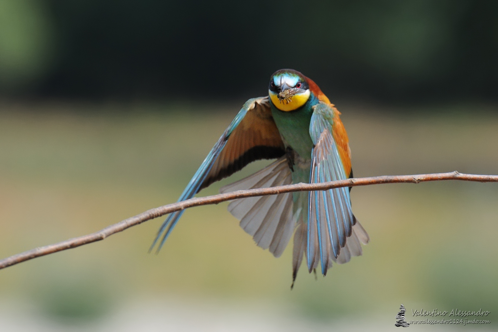 Il cacciatore arcobaleno