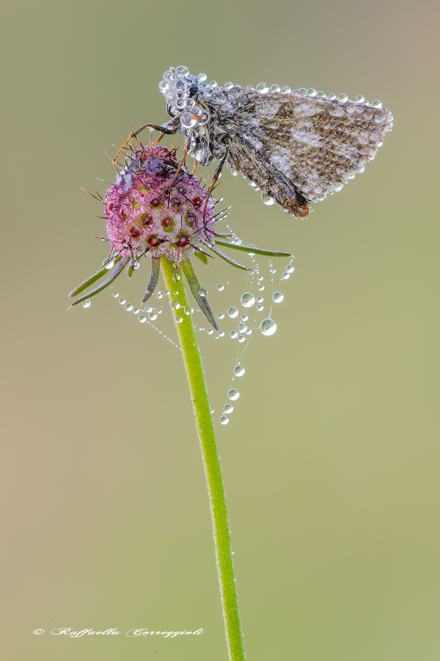 Pyrgus armoricanus (Oberthur 1910)