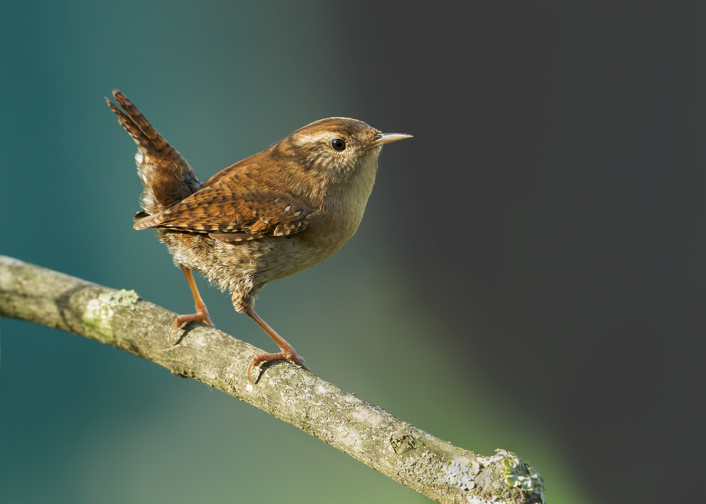 wren